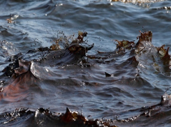 Разлив нефти под Новороссийском: уровень загрязнения моря превышен в 46 раз