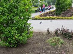 Вместо сорняков цветы после жалобы посадят в Краснодаре