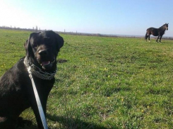 «Это моя собака и с ней все хорошо», - заявил хозяин помытого на краснодарской автомойке пса