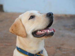 Кинологи сочинского аэропорта взяли на службу подобранного на улице лабрадора