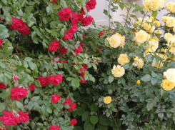 Актуальный Краснодар сегодня: тепло, но возможен дождь. Собираем лекарственные травы, занимаемся йогой и слушаем последний звонок  