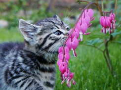 Температура воздуха в Краснодарском крае подскочит до +24 