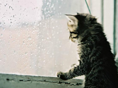 На Кубани рабочая неделя начнется с дождей