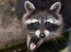 Украденный на Кубани енот перестал доверять людям