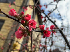 Весна пришла: первые цветы после зимней спячки сняли на видео в Краснодаре