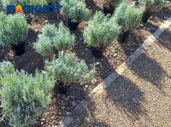 В Краснодаре «чёрные» озеленители расхищают ещё не сданный Николаевский бульвар