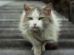 На Кубани пообещали снег 