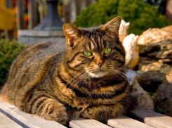 Теплая погода порадует жителей Кубани в пятницу