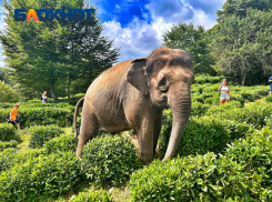 Сафари со слонами: туристы в Краснодарском крае гуляют с удивительными животными среди чайных плантаций