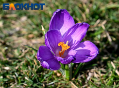 До +17 градусов прогреется воздух в Краснодаре 11 марта 