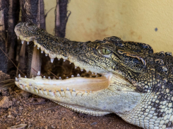 Крокодилы, форель и сны на ульях: пять мест для агротуризма в Краснодарском крае