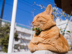 На Кубани солнечно, а в сравнении с Сочи Ташкент «отдыхает»