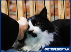 Мяумопомрачительное зрелище: бездомные котики покорили сердца краснодарцев