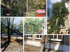 Стало известно, сколько деревьев не досчиталась мэрия Краснодара после сильного ветра