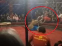 На Кубани осудили директора цирка, где львица покусала ребенка