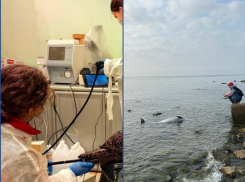 Всплеск смертности дельфинов фиксируют у берегов Анапы