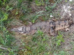 В лесу под Новороссийском отдыхающие нашли мёртвого крокодила