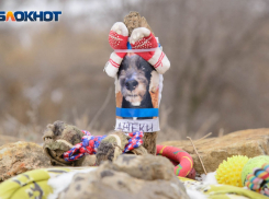 Большие деньги или лесополоса: как в Краснодаре хоронят домашних животных