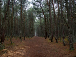  Территории лесов исключат из границ населенных пунктов Кубани 