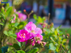 В центре Краснодара пройдет шествие «Дорогая, ты права!»