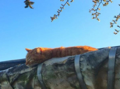 «Балдеть под солнцем» предлагает жителям Кубани пятничная погода