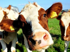 Кража коровы может стоить кубанцу пяти лет свободы