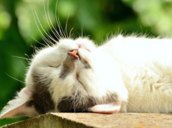 С приятных 20 градусов тепла начинается рабочая неделя на Кубани