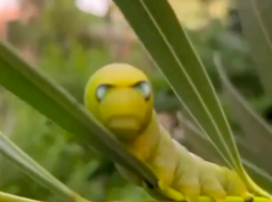 «Недовольная гусеница»: краснокнижное насекомое покорило туристов Краснодарского края