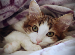  Дожди на Кубани не прекратятся 