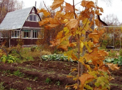 В Отрадненском районе мужчину забили битой и закопали в огороде 
