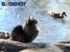 До -2 градусов ночью опустятся столбики термометров в Краснодаре