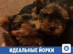 В Краснодаре продают очаровательных породистых щенков