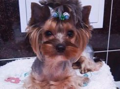 Даже йоркширские терьеры читают «Блокнот Краснодар» в Instagram