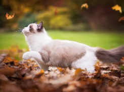 До +24 градусов прогреется Кубань 30 октября 