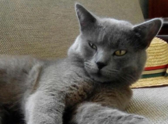 Новая рабочая неделя на Кубани начнется с дождей и жары