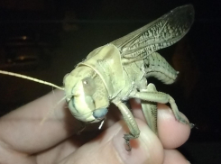 Мертвая саранча хрустит под ногами, живая лезет на балконы краснодарцев: опасна ли она?