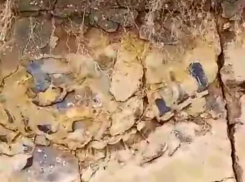 Останки кита нашли в Краснодарском крае