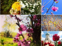 Краснодарцы поделились фотографиями утопающего в цветах города 