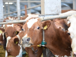 На развитие животноводства на Кубани выделят почти 3 миллиарда