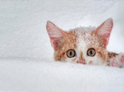 Краснодарский край готовится к 20-градусным морозам