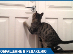 «У него уже нет сил мяукать!» - в Краснодаре владельцы обрекли кота на долгую и мучительную смерть