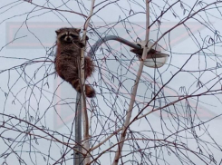 В Краснодаре енот переполошил жителей Немецкой деревни