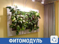 В Краснодаре тяжело прожить без фитомодуля