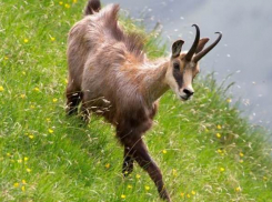 Зверье мое: кавказская серна - дикая козочка Кубани