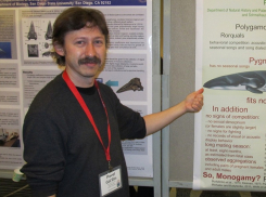 Дельфины на пляжах: эксперт рассказал, что происходит на берегах Кубани