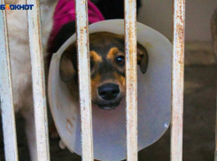 В Краснодаре появится еще один приют для бездомных животных