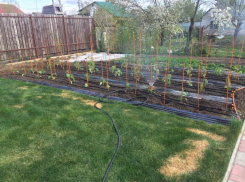 Весенние посадки на огородах в Краснодарском крае: что, куда, зачем и почему