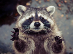 Отстрел енотов разрешат в Сочи