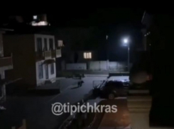 В Сочи заметили медведей, разгуливающих по ночным улицам