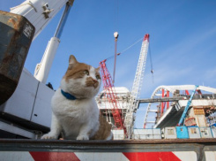 Название моста через Керченский пролив и «первооткрыватель-кот»: Краснодарский край узнал все